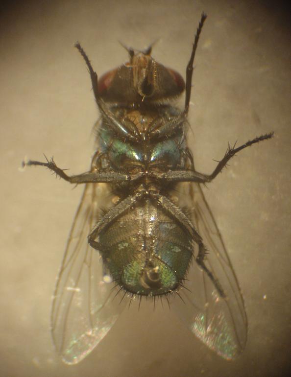 Miasi da mosca verde: Lucilia sericata F (Calliphoridae)